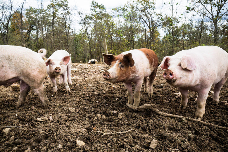 Pigs at the farm