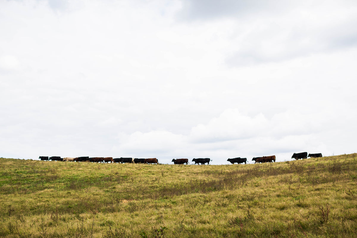 Cattle grazing on open pasture