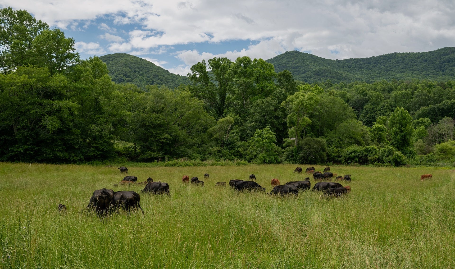 Cattle grazing on green pasture