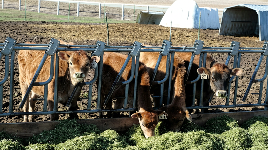 Calves eating fresh green alfalfa at a pasture farm