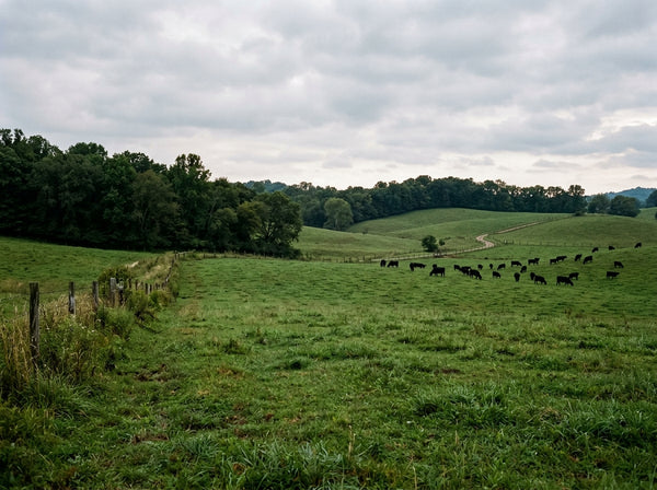 Cattle grazing on rolling green pasture